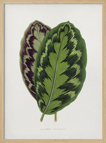 Calathea Veitchiana Leaf Illustration | Poster - Wood Frame Interior
