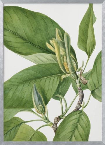 Cucumbertree 1922 | Poster - Silver Frame Interior