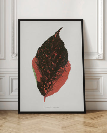 Acalypha Tricolor Leaf Illustration | Poster - Room Interior 1