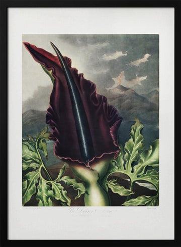 The Dragon Arum from The Temple of Flora (1807) | Poster - Black Metal Frame Interior