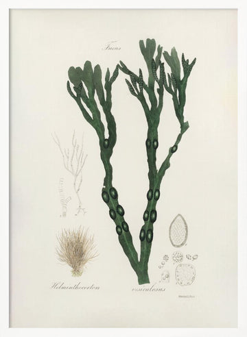 Bladder Wrack (fucus Vesiculosus)  Medical Botany | Poster - White Frame Interior