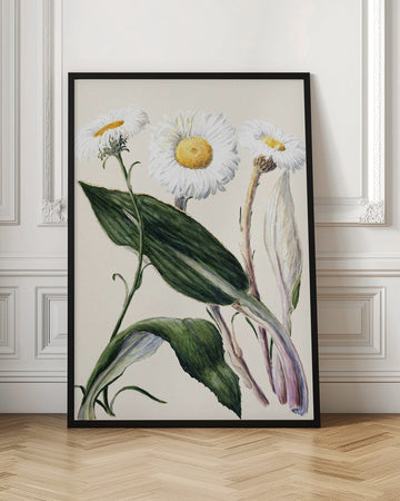 New Zealand Mountain Daisies Drawn By Sarah Featon (1848–1927 | Poster - Room Interior 1