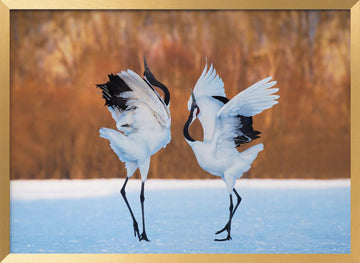 Dancing Red-crowned Cranes | Poster - Gold Frame Interior