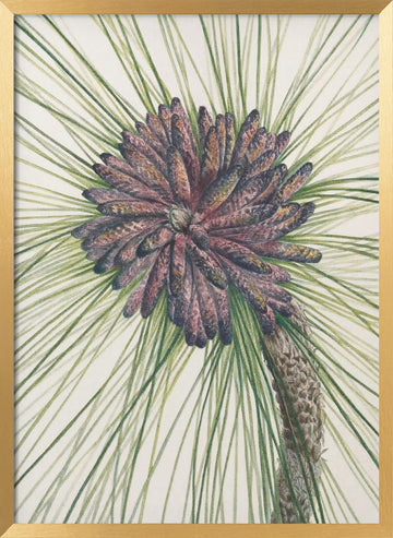 Longleaf Pine From North American Wildflowers (1925) By Mary Vaux Walcott. | Poster - Gold Frame Interior