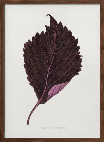 Pink Perilla Nankinensis Leaf Illustration | Poster - Walnut Frame Interior