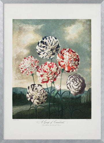 A Group of Carnations from The Temple of Flora (1807) | Poster - Silver Frame Interior