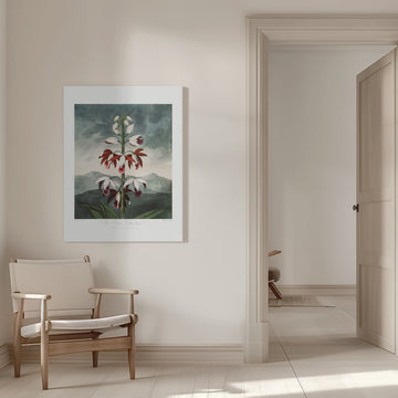 The Chinese Limodoron from The Temple of Flora (1807) | Canvas - Room Interior 1