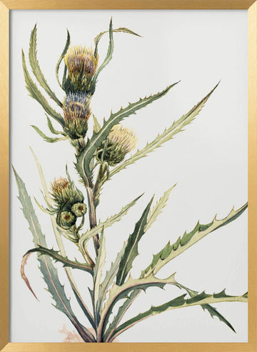 White Thistle | Poster - Gold Frame Interior