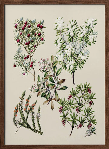 Antique Flowers Drawn By Sarah Featon (1848–1927) | Poster - Walnut Frame Interior