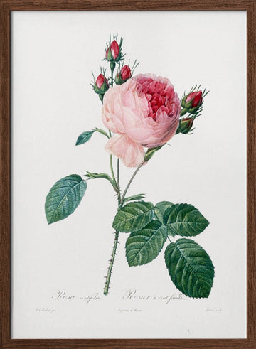 Rosier a Cent Feuilles, From Les Roses | Poster - Walnut Frame Interior