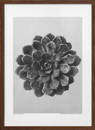 Margined Pyramidal Saxifrage | Poster - Walnut Frame Interior