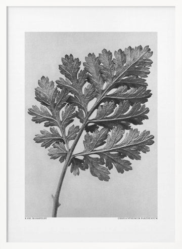 Chrysanthemum parthenium | Poster - White Frame Interior