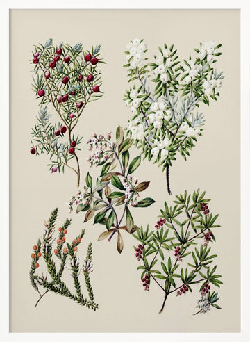 Antique Flowers Drawn By Sarah Featon (1848–1927) | Poster - White Frame Interior