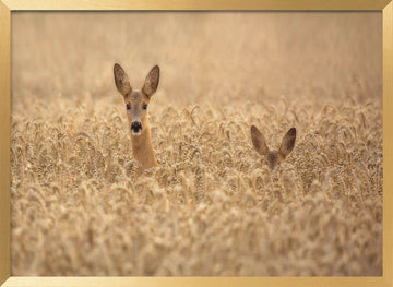 Curious Deer in Golden Wheat | Poster - Gold Frame Interior