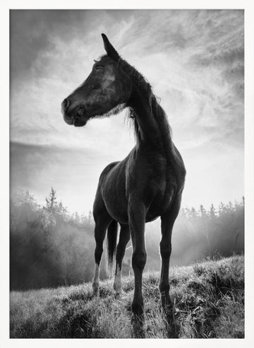 Mystic Stallion Rising | Poster - White Frame Interior