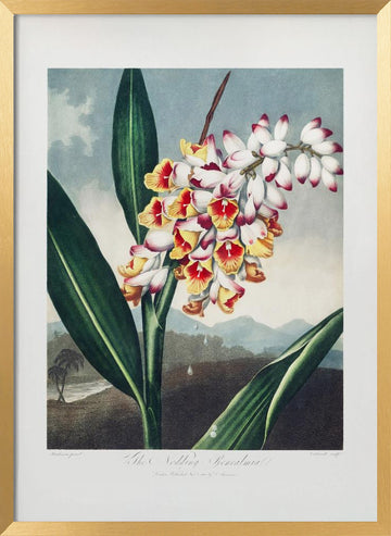 The Nodding Renealmia from The Temple of Flora (1807) | Poster - Gold Frame Interior