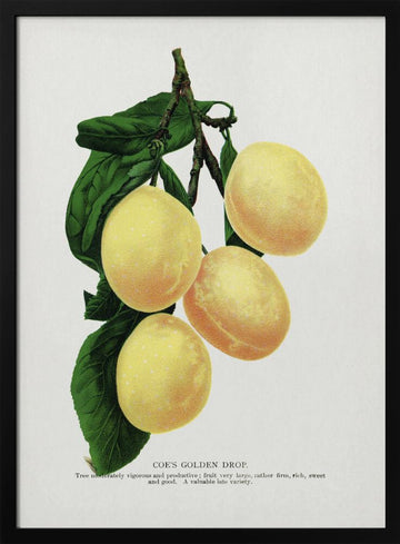 Coe's Golden Drop Plum Lithograph | Poster - Black Metal Frame Interior