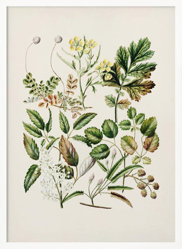 Rubens Australis By Sarah Featon | Poster - White Frame Interior
