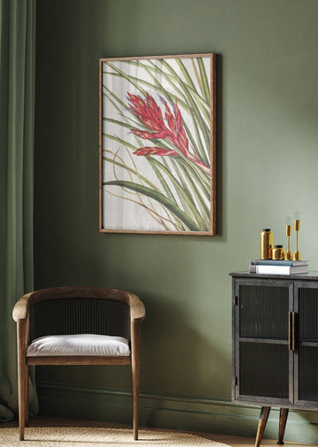 Quill Leaf Tillandsia From North American Wildflowers (1925) By Mary Vaux Walcott | Poster - Room Interior 2