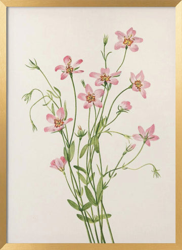 Saltmarsh Rose Gentian From North American Wildflowers (1925) By Mary Vaux Walcott. | Poster - Gold Frame Interior