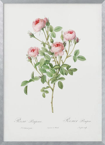 Burgundian Rose, Les Roses (1817–1824) | Poster - Silver Frame Interior