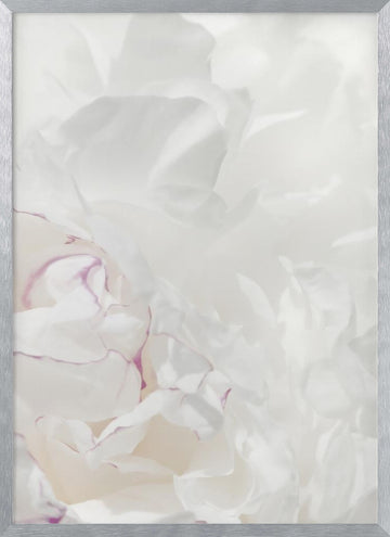 Soft Peony Petals | Poster - Silver Frame Interior