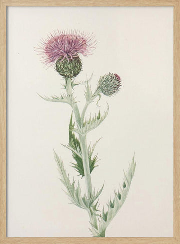 Prairie Thistle From North American Wildflowers (1925) By Mary Vaux Walcott. | Poster - Wood Frame Interior