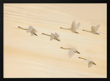 Golden Swans Soaring | Poster - Black Metal Frame Interior