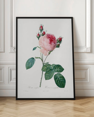 Rosier a Cent Feuilles, From Les Roses | Poster - Room Interior 1