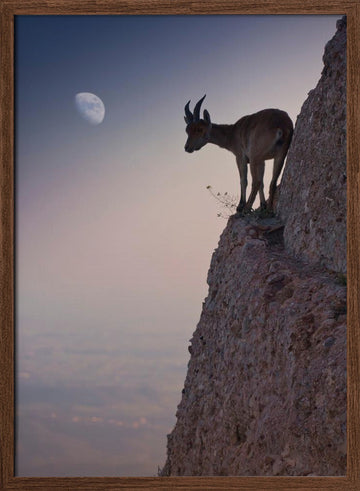 Mountain Goat Moonrise | Poster - Walnut Frame Interior