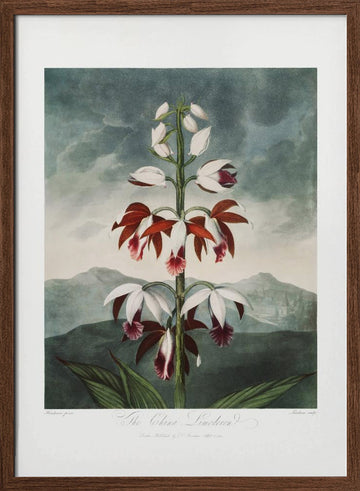 The Chinese Limodoron from The Temple of Flora (1807) | Poster - Walnut Frame Interior