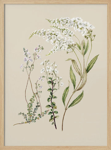 Veronica Drawn By Sarah Featon (1848–1927) | Poster - Wood Frame Interior