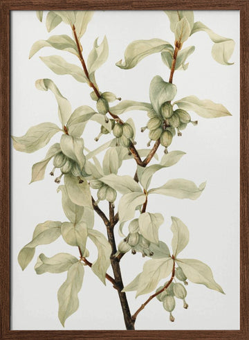 Silverberry (1922) | Poster - Walnut Frame Interior