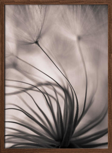 Delicate Dandelion Seeds | Poster - Walnut Frame Interior