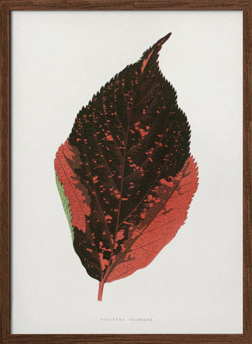 Acalypha Tricolor Leaf Illustration | Poster - Walnut Frame Interior
