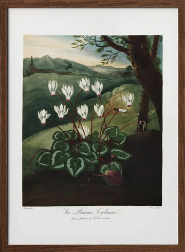 The Persian Cyclamen from The Temple of Flora (1807) | Poster - Walnut Frame Interior
