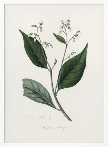 Gum Benjamin Tree (styrax Benzoin Medical Botany | Poster - White Frame Interior