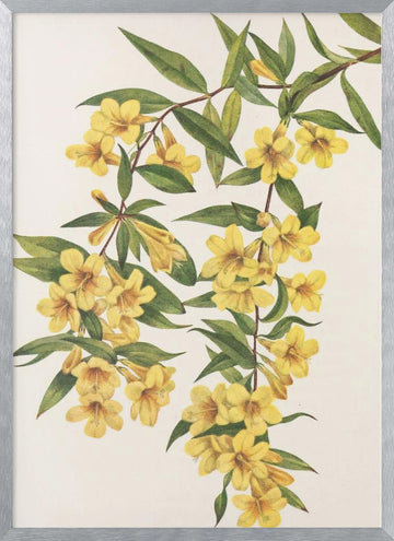 Carolina Jessamine From North American Wildflowers (1925) By Mary Vaux Walcott | Poster - Silver Frame Interior