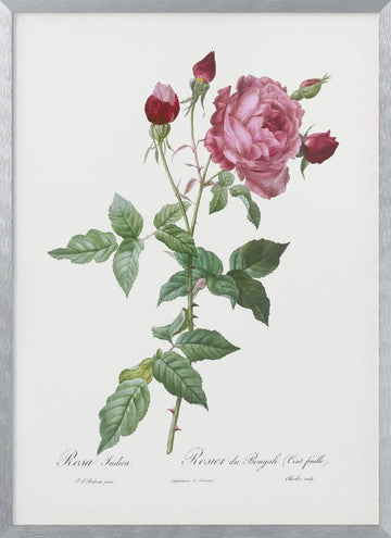 Provence Rose, Les Roses (1817–1824) | Poster - Silver Frame Interior