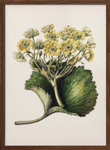 Korikor Drawn By Sarah Featon (1848–1927 | Poster - Walnut Frame Interior