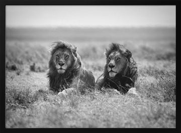Two Majestic Lions | Poster - Black Metal Frame Interior