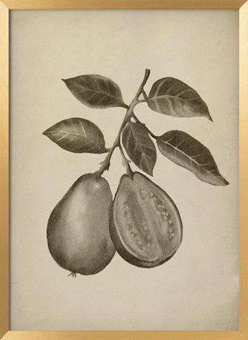Guava Botanical Study | Poster - Gold Frame Interior