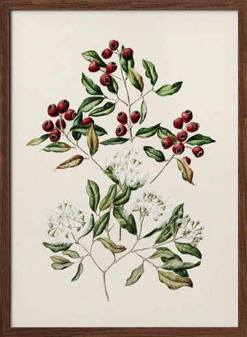 Maire Tawake Drawn By Sarah Featon(1848   1927) | Poster - Walnut Frame Interior