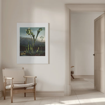 American Bog Plants from The Temple of Flora (1807) | Canvas - Room Interior 1