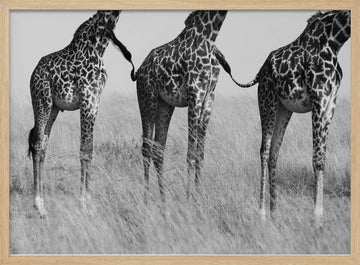 Three Playful Giraffes | Poster - Wood Frame Interior