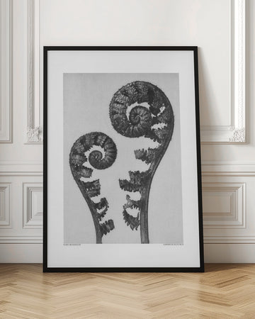 Aspidium Filix Mas | Poster - Room Interior 1