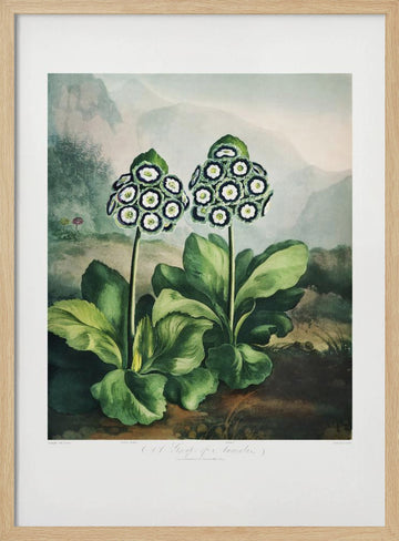 A Group of Auriculas from The Temple of Flora 2 (1807) | Poster - Wood Frame Interior