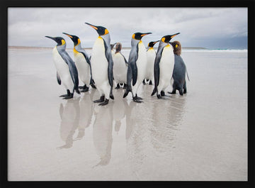 King Penguins on Beach | Poster - Black Metal Frame Interior