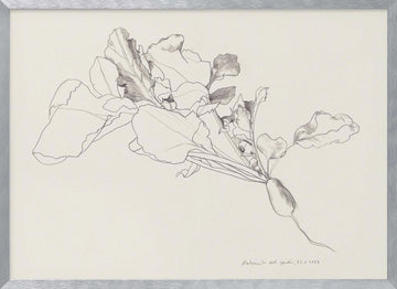 Radish Botanical Drawing | Poster - Silver Frame Interior