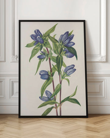 Bottle Gentian From North American Wildflowers (1925) By Mary Vaux Walcott | Poster - Room Interior 1